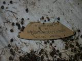 image of grave number 595717